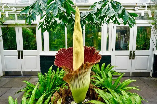 A photograph of the corpse flower in bloomberg
